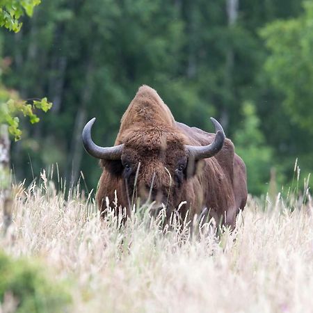 Bialowieski Raj Białowieża Exteriör bild