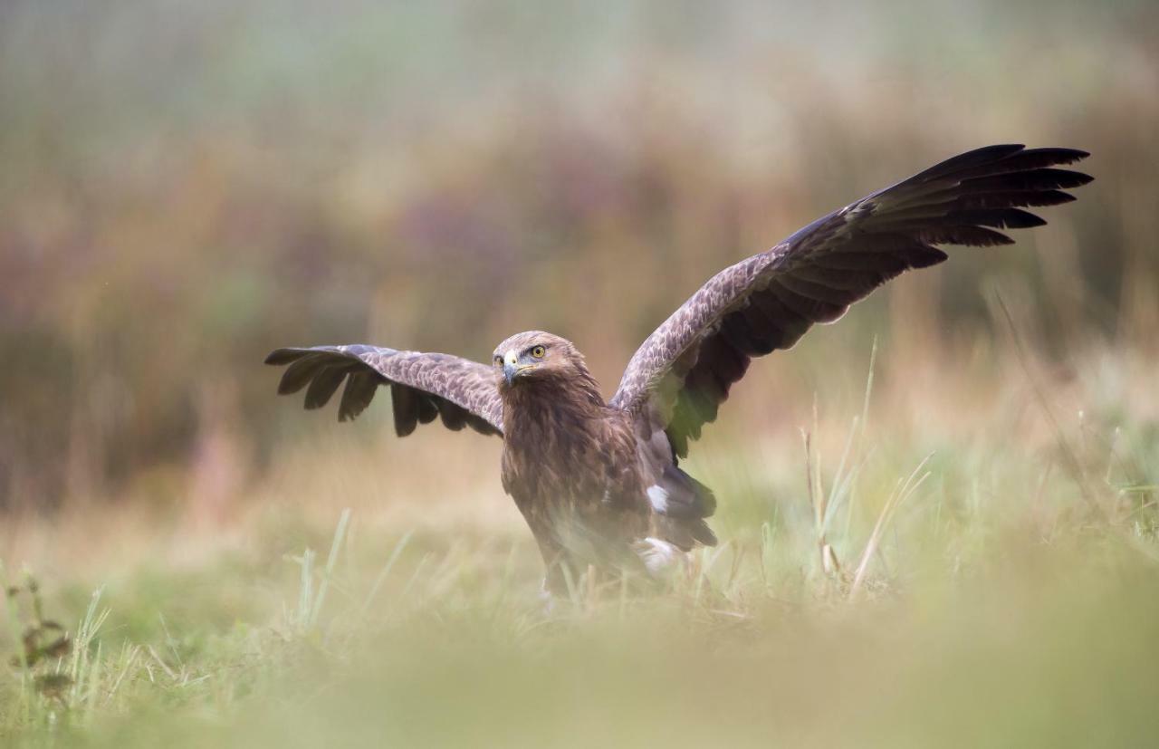 Bialowieski Raj Białowieża Exteriör bild