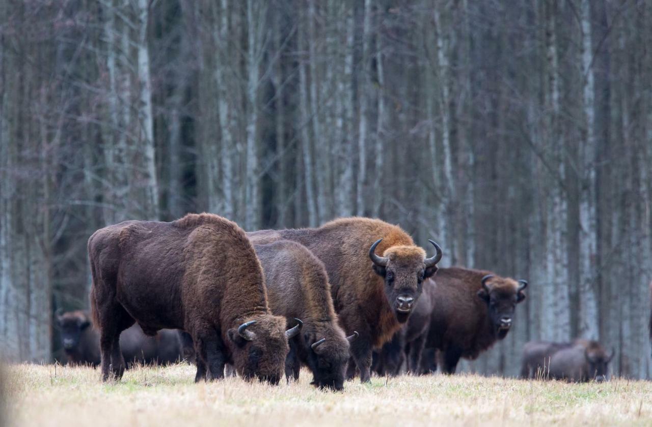 Bialowieski Raj Białowieża Exteriör bild