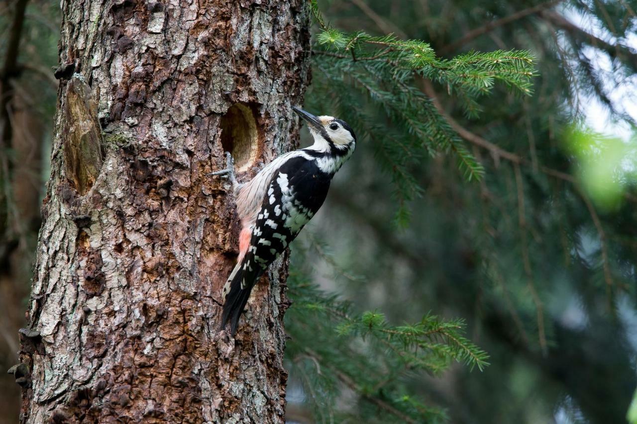 Bialowieski Raj Białowieża Exteriör bild